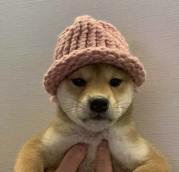 NFT Achi, the dog wif hat