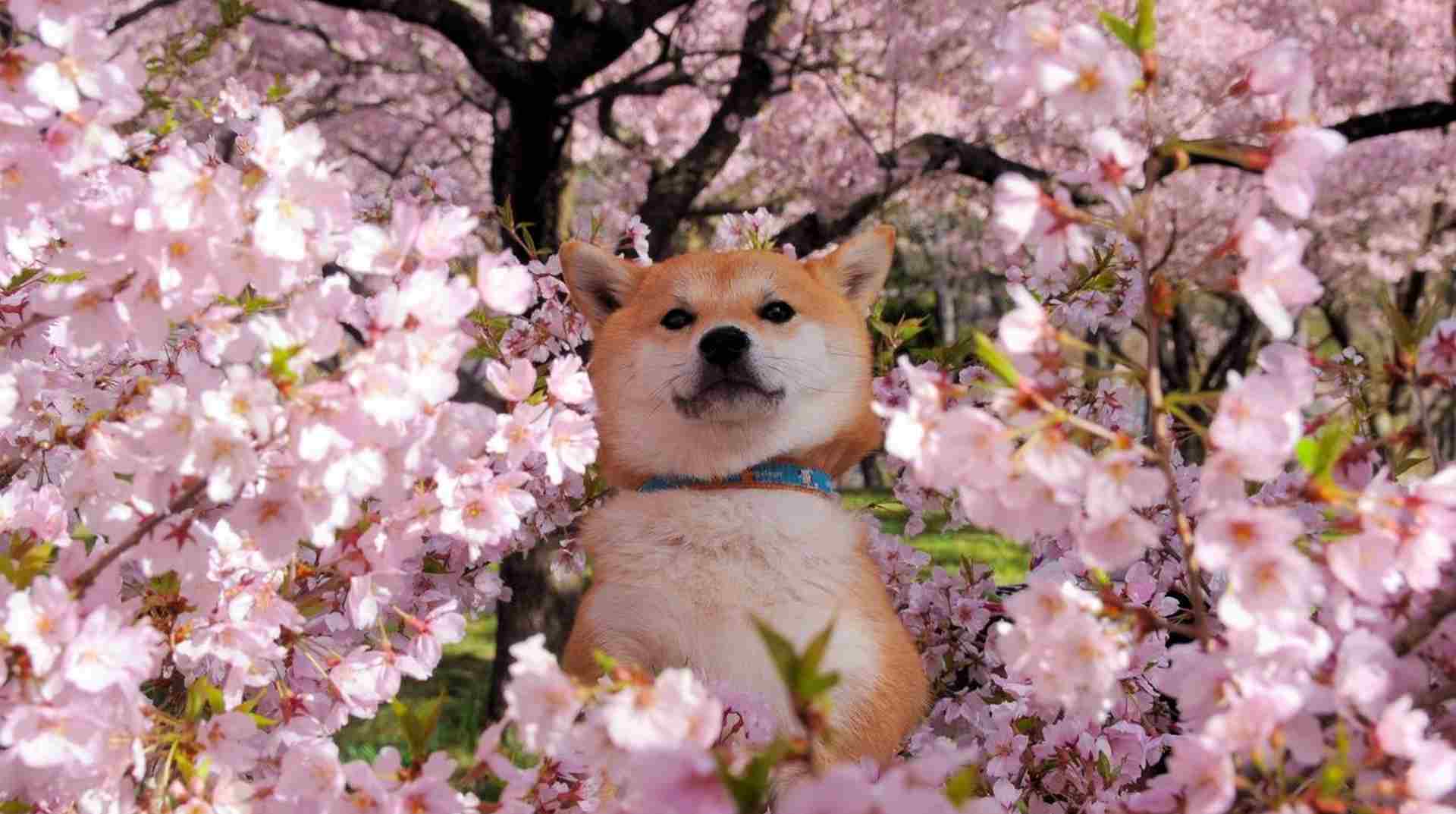 Pink Shiba Inu (PINKINU) криптовалюта