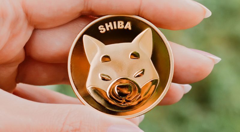 shiba inu